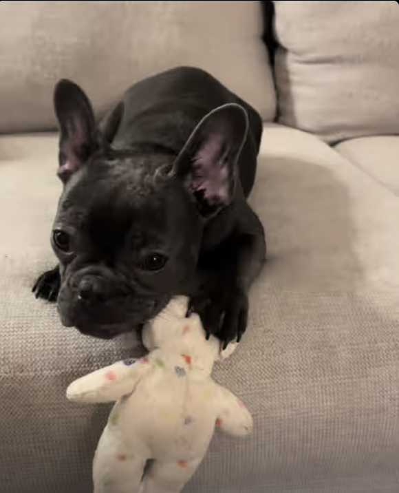 Frenchie Yoda - Happy Valentines Day !!!